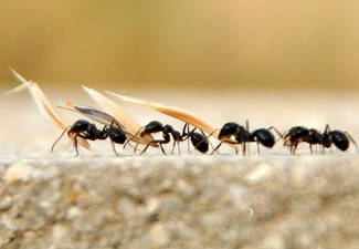 Karıncalar grup halinde başarılı oluyor