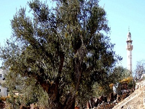 Yahudiler, Filistinlilerin zeytin fidanlarını söktü