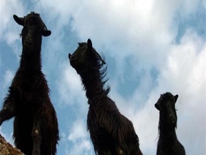 Türkiye'nin keçi varlığı artıyor