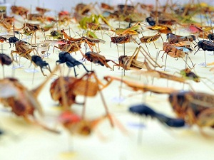 Böcekler Samanyolu galaksisini pusula gibi kullanıyor