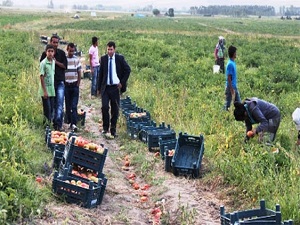 Tarım sektörü 2012'de yüzde 3,5 büyüdü