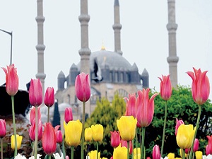 Laleler, Selimiye’nin güzelliğine güzellik kattı
