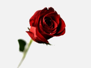 Allah, yaptığınız işi sağlam yapmanızdan hoşnut olur