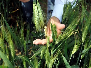 TİGEM az harcayıp çok kazanacak