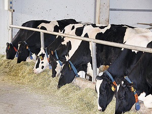 Bu ülke, Türkiye’den canlı hayvan ithalatına başlıyor