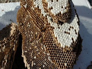 Yaban arıları mantık yürütebiliyor