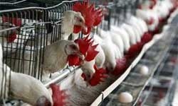 Kâbus geri dönüyor