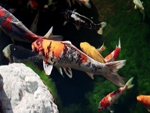 Bu balıkların kanı şeffaf