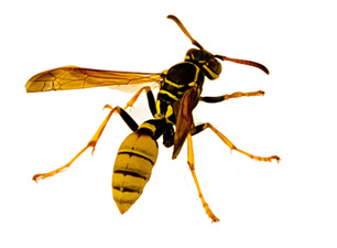 Yaban arıları en iyi çiçek için mantık yürütüyor