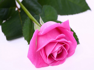 Zarara zararla karşılık vermek yoktur