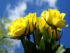 Üç günden fazla dargın durulması helâl olmaz
