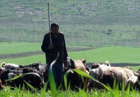 İşkur'a başvurup çoban istediler