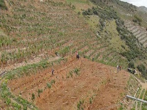 Türkiye'nin ilk tropikal meyve bahçesi kuruldu
