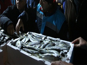 Balık hallerine  sıkı denetim