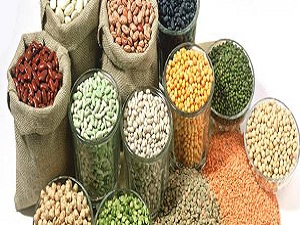 Hububattaki rekolte artışı ihracata olumlu yansıyacak