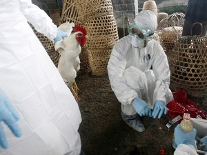 Kuş gribi korkutmaya devam ediyor