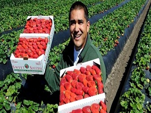 Çilek diyarından sezonun ilk ihracatı