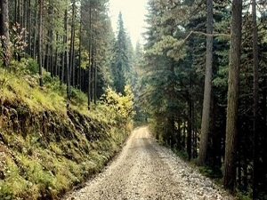 2/b’de 42 Bin 403 Taşınmaza 47 Bin 816 Başvuru