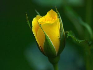Oğul, besmele çek! Sağ elinle ye! Hep önünden ye!