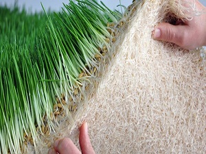 1 kilo arpadan 9 kilo taze yeşil yem