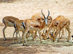 Dağ ceylanlarının nesli kurtuldu