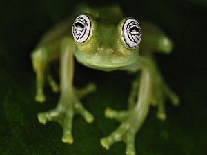 Kalbi görünen kurbağa