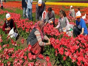 İstanbul'un laleleri Seymen topraklarından