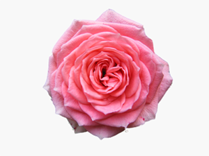 Sizden biriniz silâhını din kardeşine işaret etmesin