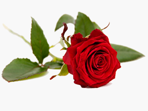 Zandan sakının çünkü zan, sözlerin en yalan olanıdır