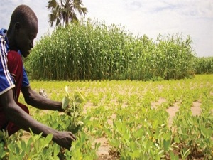 700 milyon dolarla Afrika'da tarıma başlıyoruz