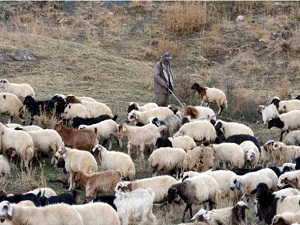 Çözüm süreci besicileri umutlandırdı
