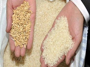 Yerli pirinç 1 haftada yüzde 30 arttı