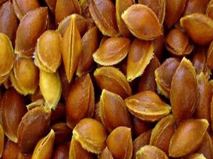 Kayısı çekirdeği kanser hastalarına umut olacak