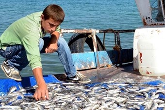 İnci kefali av yasağı başladı