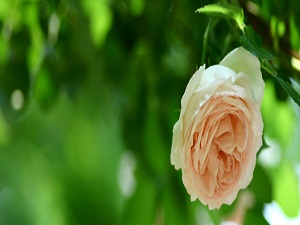 Resûlullah süratle hanımlarından birinin odasına gitti