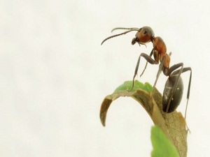 Kırmızı karıncaların depremi önceden bildiği ortaya çıktı