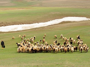 Çözüm süreci et fiyatlarına da yarayacak