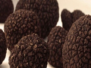 Bu mantarın kilosu dudak uçuklatıyor