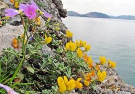 Dilek yarımadası rengarenk