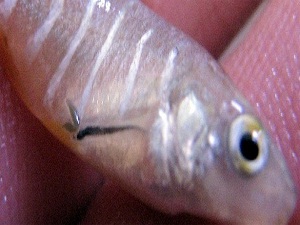 Balık paraziti deri nakli için çığır olabilir