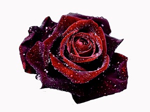 Resûlullah (asm) dinlemeye istekli günlerimizi kollardı