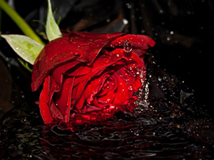 Bir iyiliğe öncülük edene yapanın ecri gibi sevap vardır