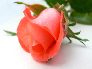 Münafığın alâmeti üçtür