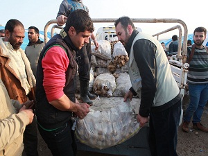 İHH'dan Suriyelilere patates yardımı
