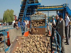 Pancar bedeli ödemeleri 24 Nisan'da başlayacak