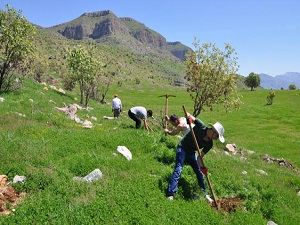 Cudi Dağı yeniden yeşilleniyor