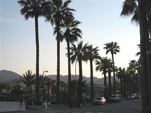 Marmaris’te palmiye böceğine karşı topyekûn mücadele