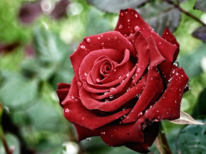 Bir kul, başka bir kulun ayıbını örterse...