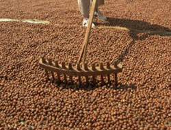 Fındık fiyatları artıyor