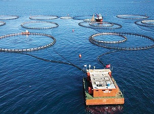 Çiftlikler açık denize taşındı, levrek dünya lideri oldu